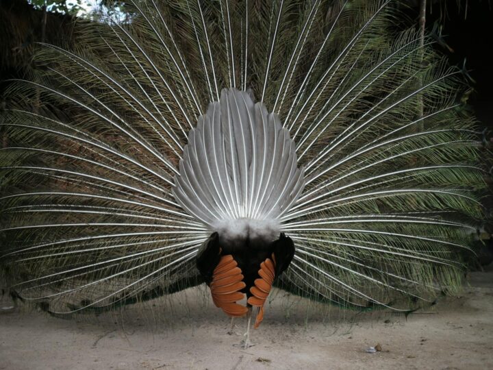Zoo di Skopje